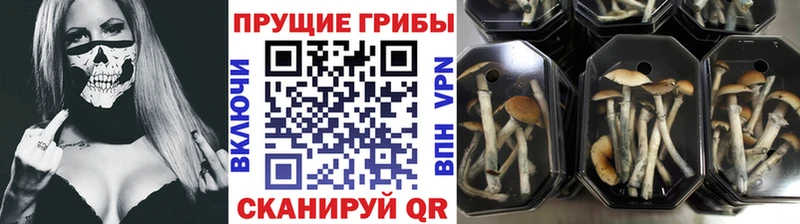 Псилоцибиновые грибы GOLDEN TEACHER Елизово